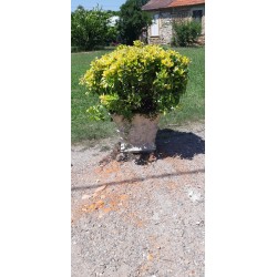Jardinière en Pierre Reconstituée des Années 60 Avec Plante