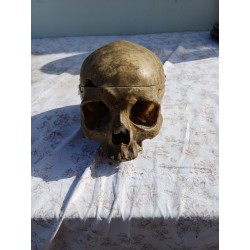 Crâne humain ancien médecine écorché anatomie