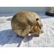 Crâne humain ancien médecine écorché anatomie
