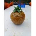 Sceau à Glaçons Barbotine Ananas