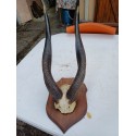 Massacre Corne de Gazelle d'Afrique ( Bushbuck )