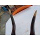 Massacre Corne de Gazelle d'Afrique ( Bushbuck )