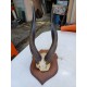 Massacre Corne de Gazelle d'Afrique ( Bushbuck )