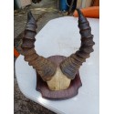 Massacre Corne de Gazelle d'Afrique ( Bubale )