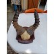 Massacre Corne de Gazelle d'Afrique ( Bubale )