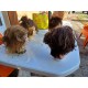 4 Tétes de Mannequins Coiffure Plastic
