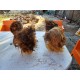 4 Tétes de Mannequins Coiffure Plastic