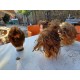 4 Tétes de Mannequins Coiffure Plastic