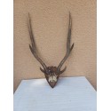 Cornes Cerf