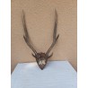 Cornes Cerf