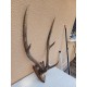 Cornes Cerf