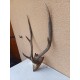 Cornes Cerf