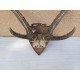 Cornes Cerf