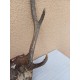 Cornes Cerf