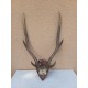 Cornes Cerf