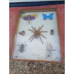 Série de Papillons et autres Exotiques