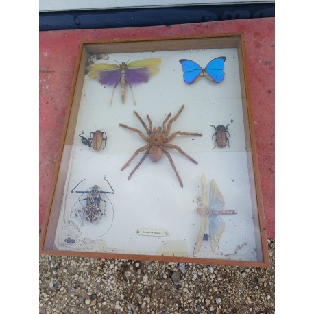 Série de Papillons et autres Exotiques