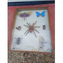 Série de Papillons et autres Exotiques