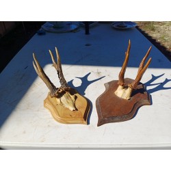 2 Andouillers " Bois de Cerf "