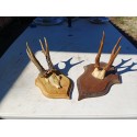 2 Andouillers " Bois de Cerf "