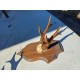 2 Andouillers " Bois de Cerf "