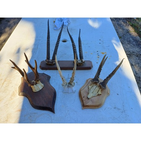 2 Andouillers " Bois de Cerf "