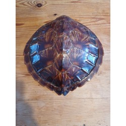 Carapace Tortue