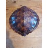 Carapace Tortue