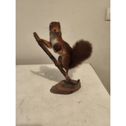 écureuil empaillé avec sa Noix