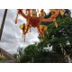 Lustre Vintage Plastic Orange