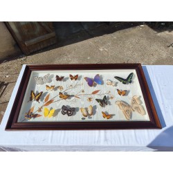 Lot de Papillons Exotique