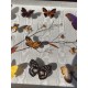 Lot de Papillons Exotique