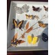 Lot de Papillons Exotique