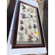 Lot de Papillons Exotique