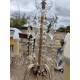Lustre en Cristal + Paire d'Appliques