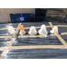 Lot de 5 Tulipes en Verre Opalin Anciennes